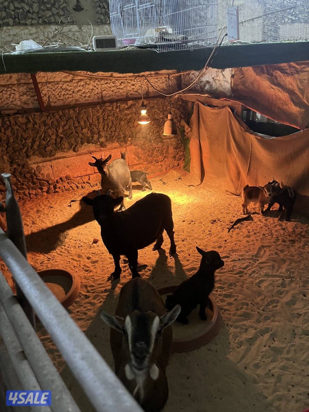 للبيع ماعز قزم جيكي ومكس  كبار منتجه وصغار مواليد1