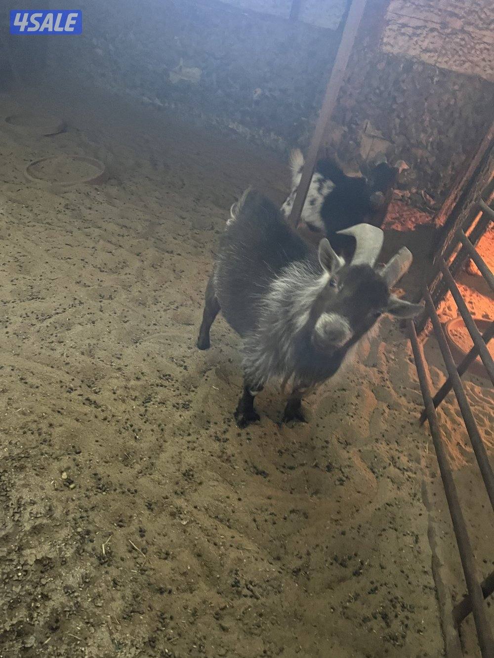 للبيع ماعز قزم جيكي ومكس  كبار منتجه وصغار مواليد3