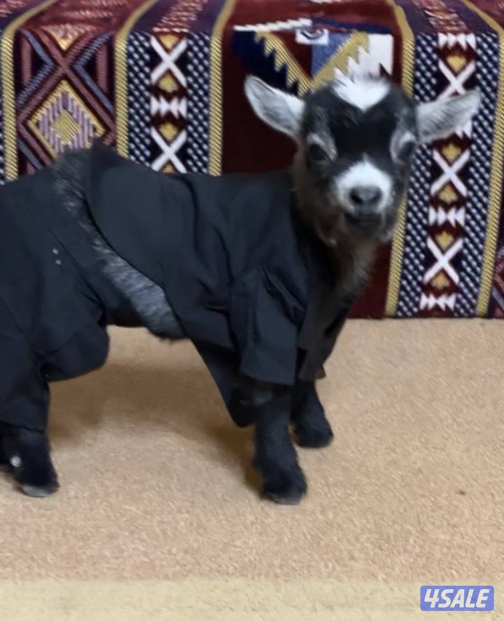 للبيع ماعز قزم جيكي ومكس  كبار منتجه وصغار مواليد2