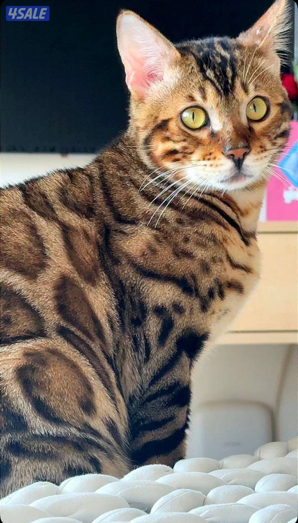 Bengal Cat قط بينقال0