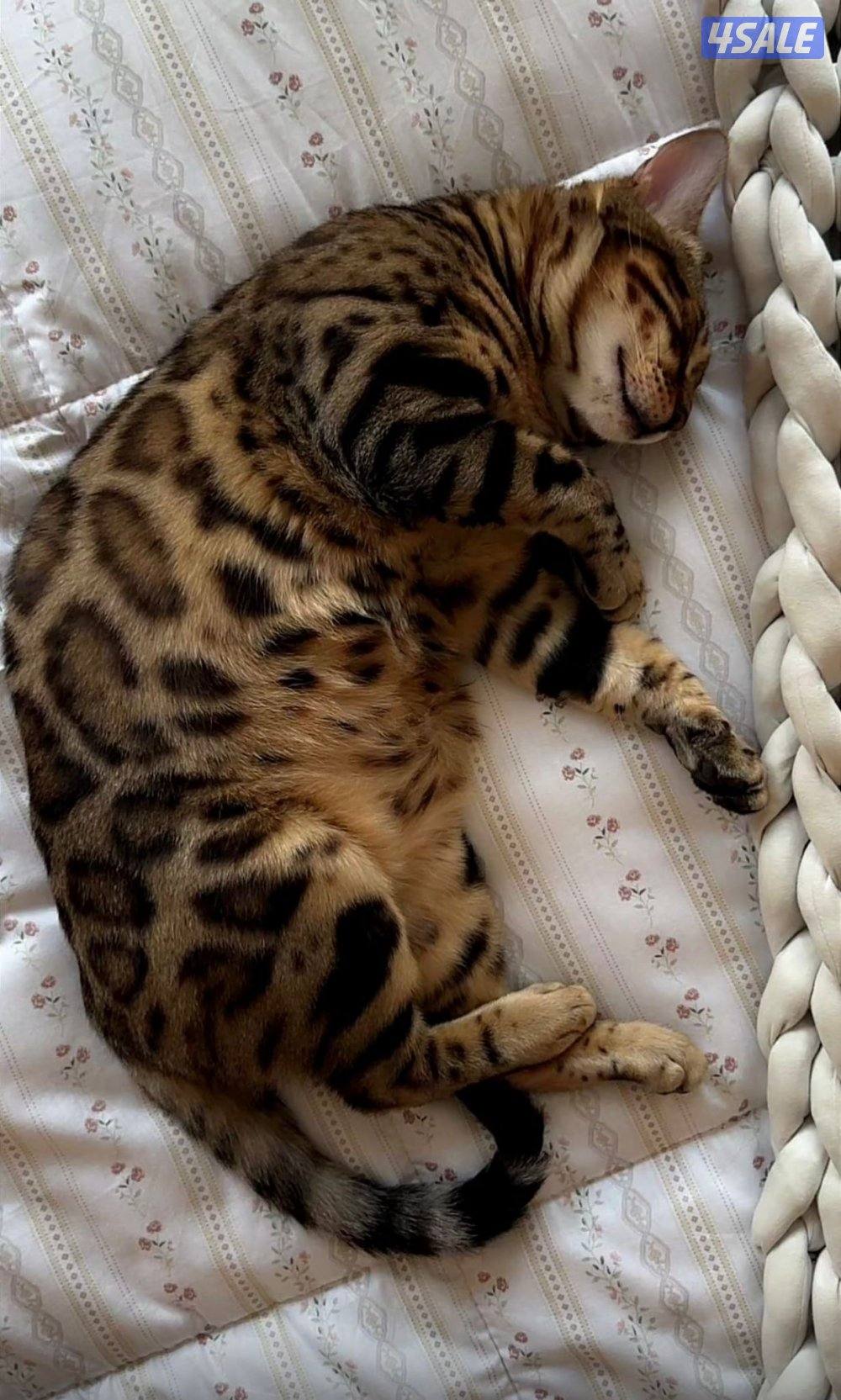 Bengal Cat قط بينقال1