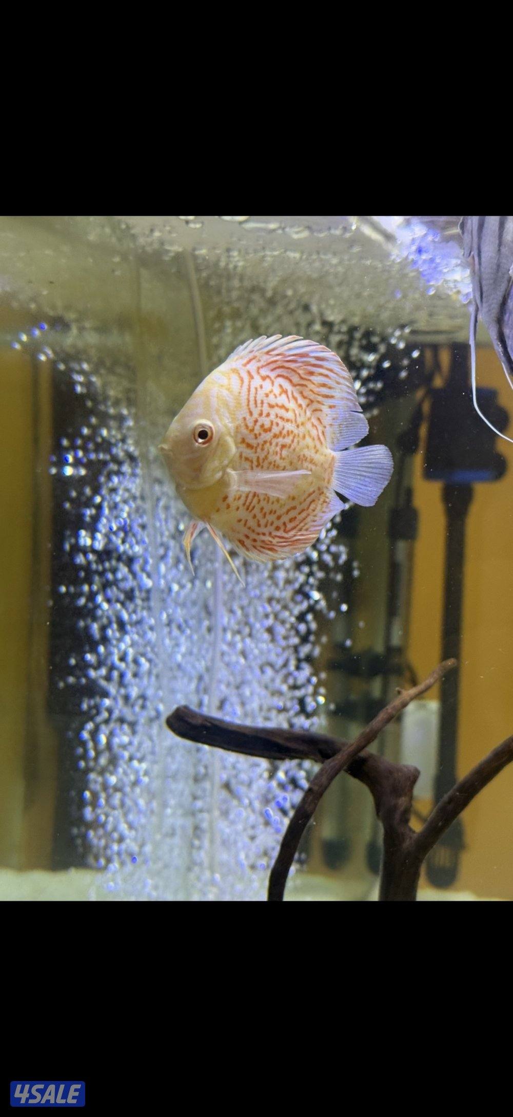 Discus fish0