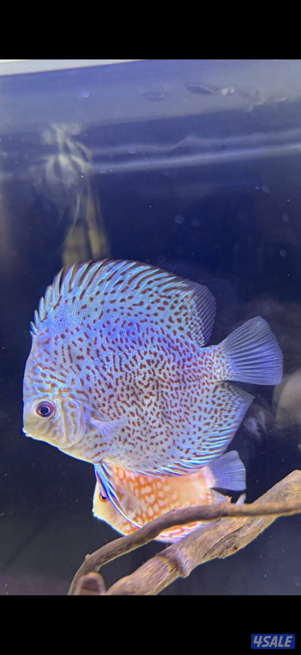 Discus fish1