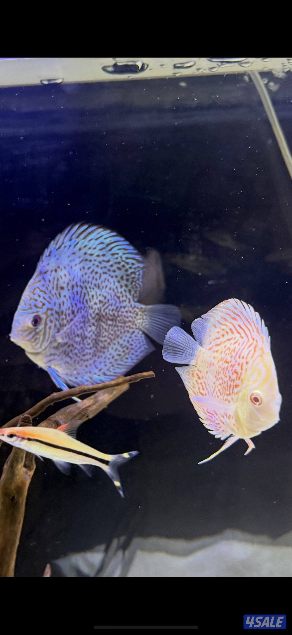 Discus fish2