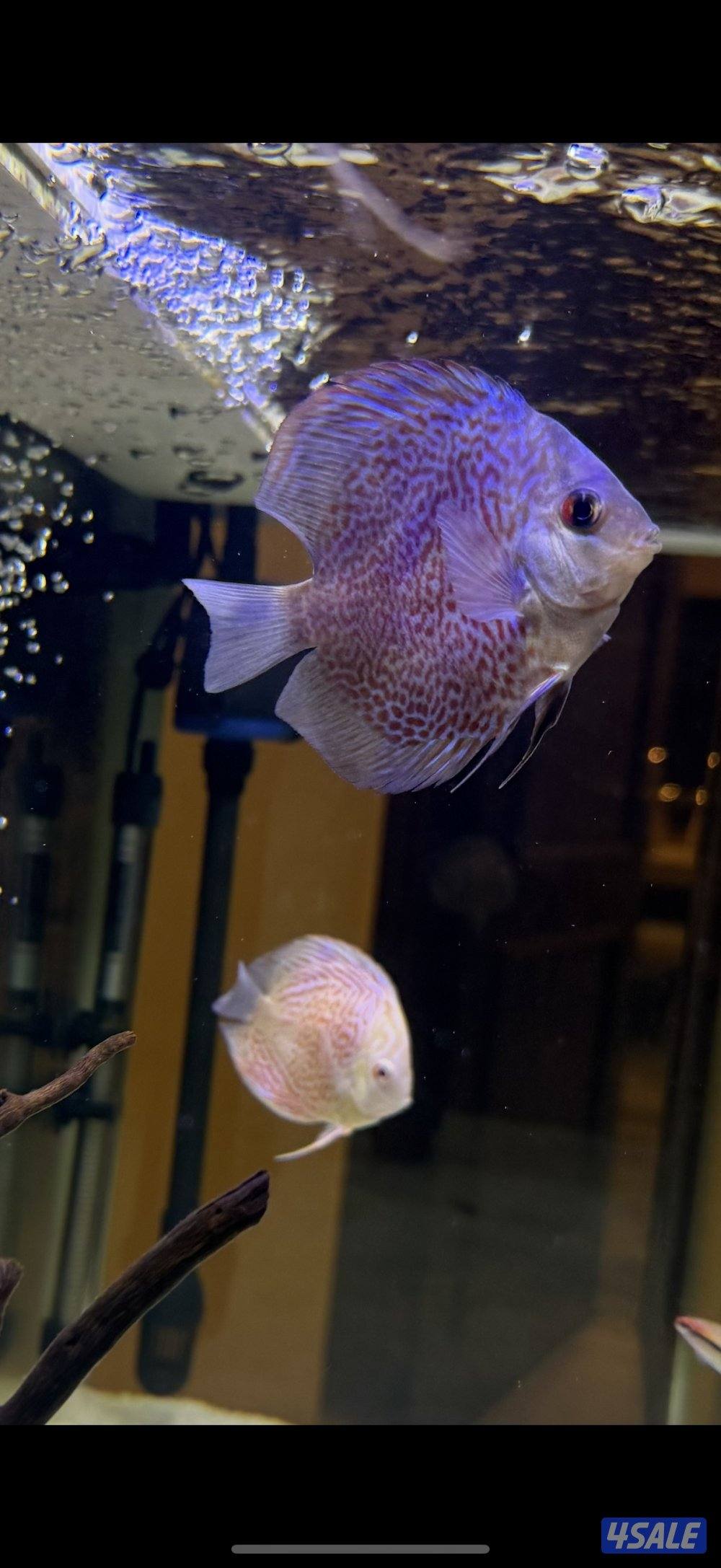 Discus fish3