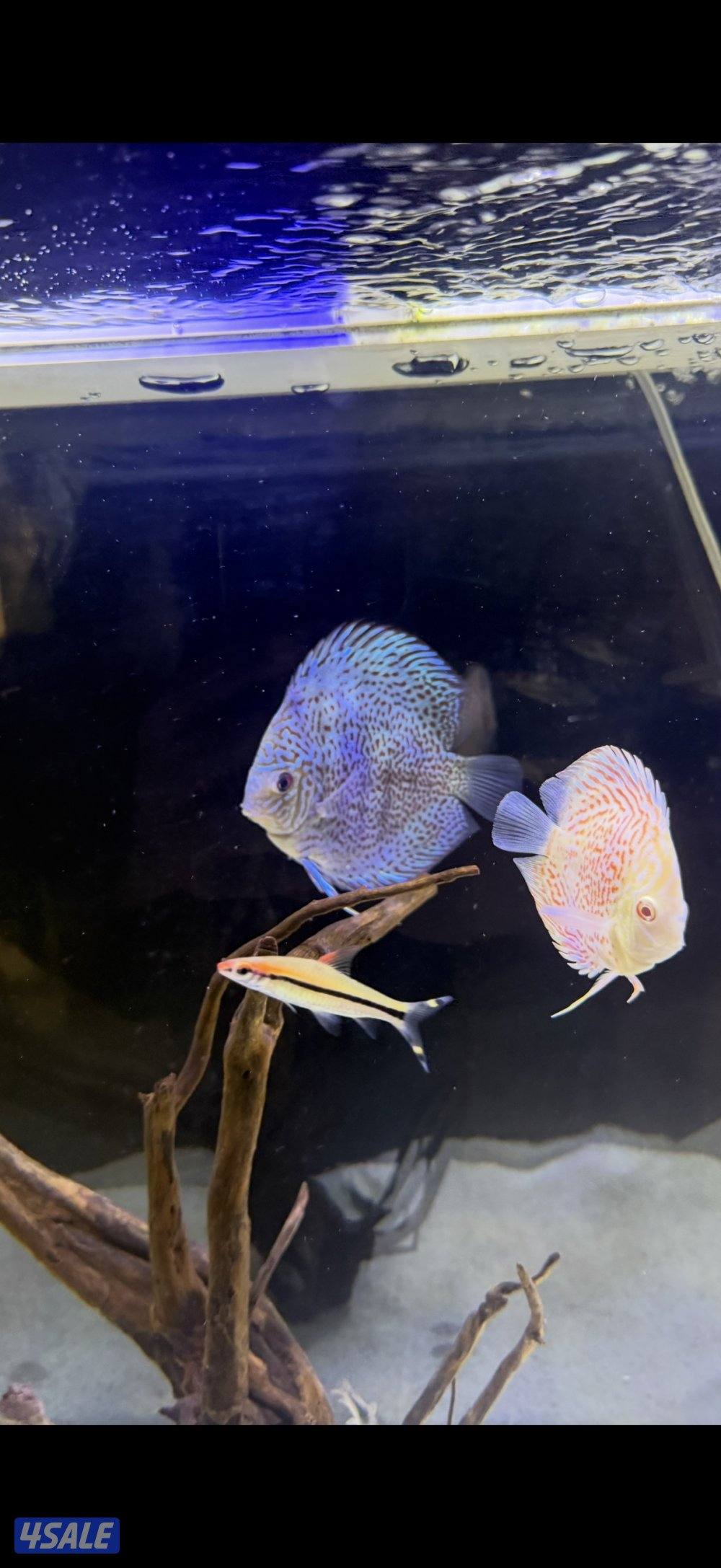 Discus fish4