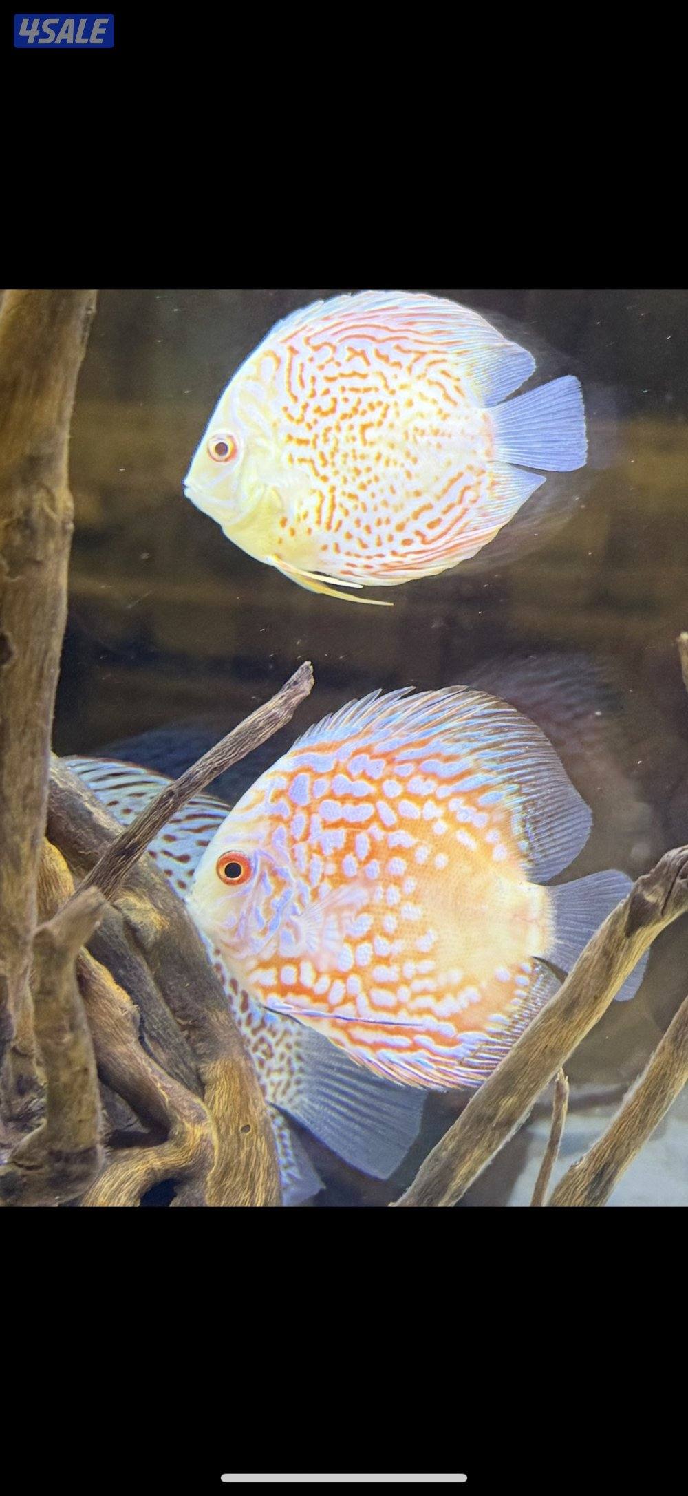 Discus fish5