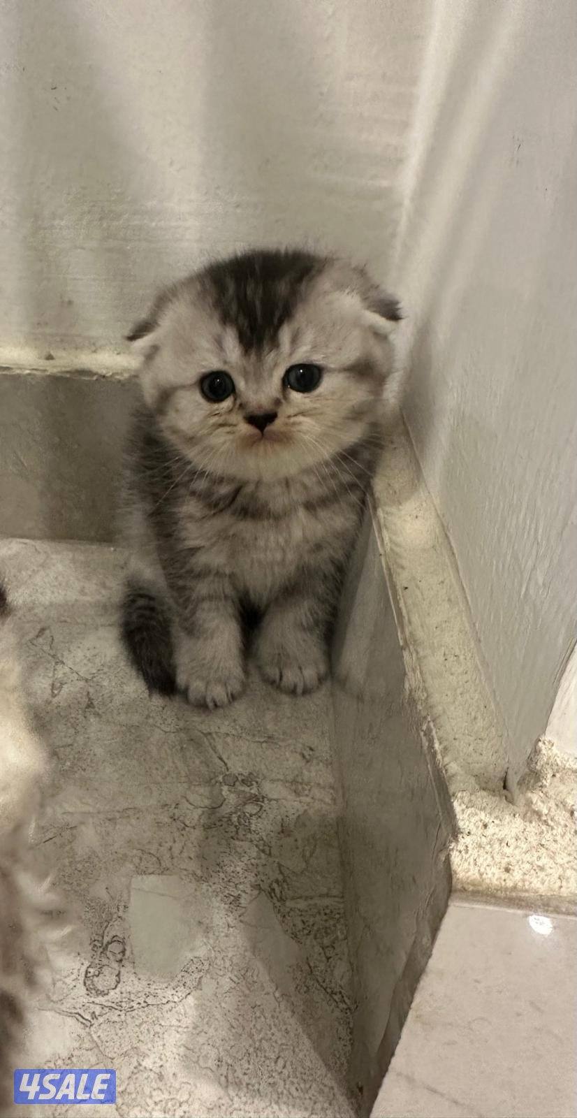 للبيع قطط سكوتش فولد1