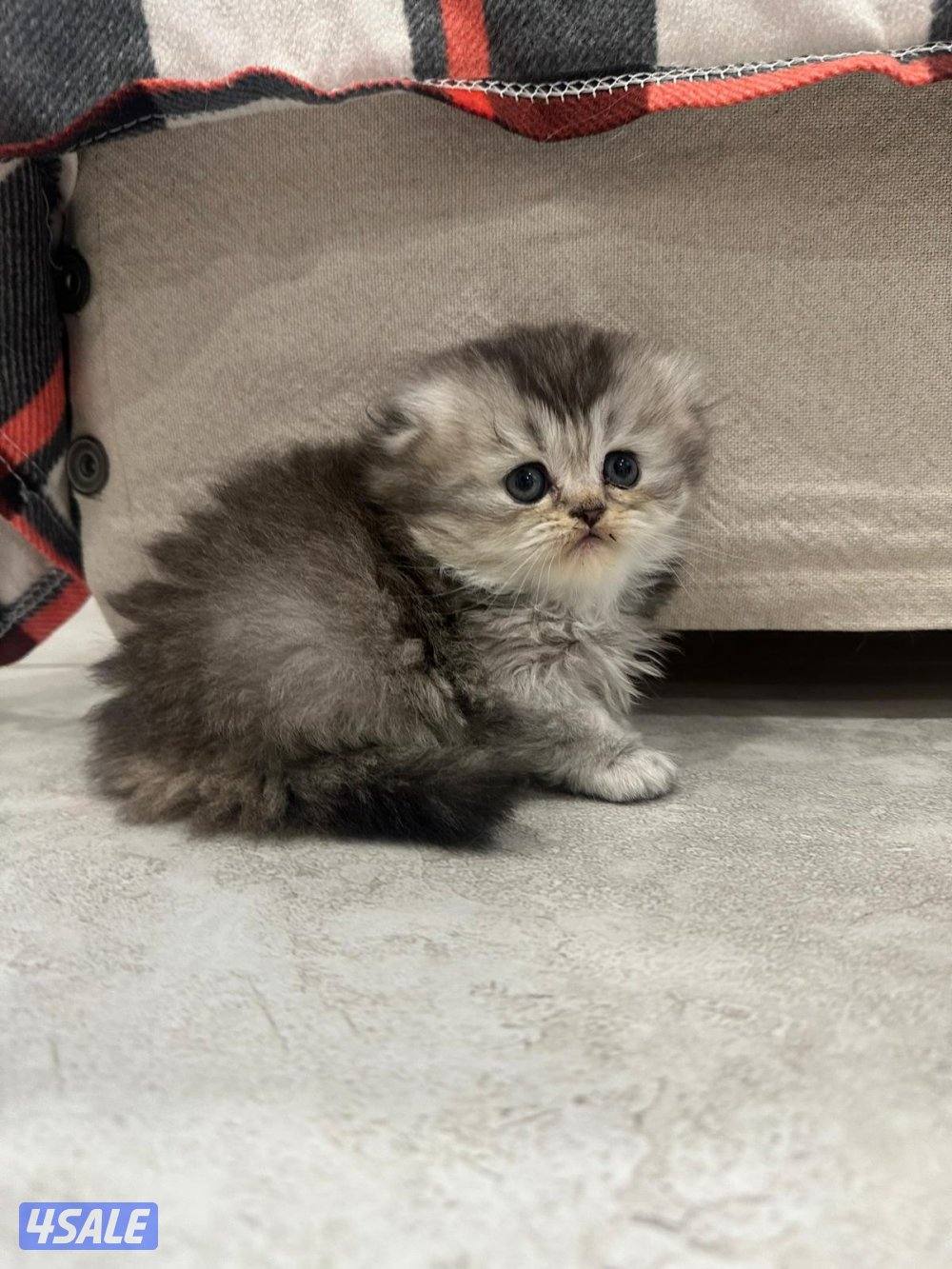 للبيع قطط سكوتش فولد2