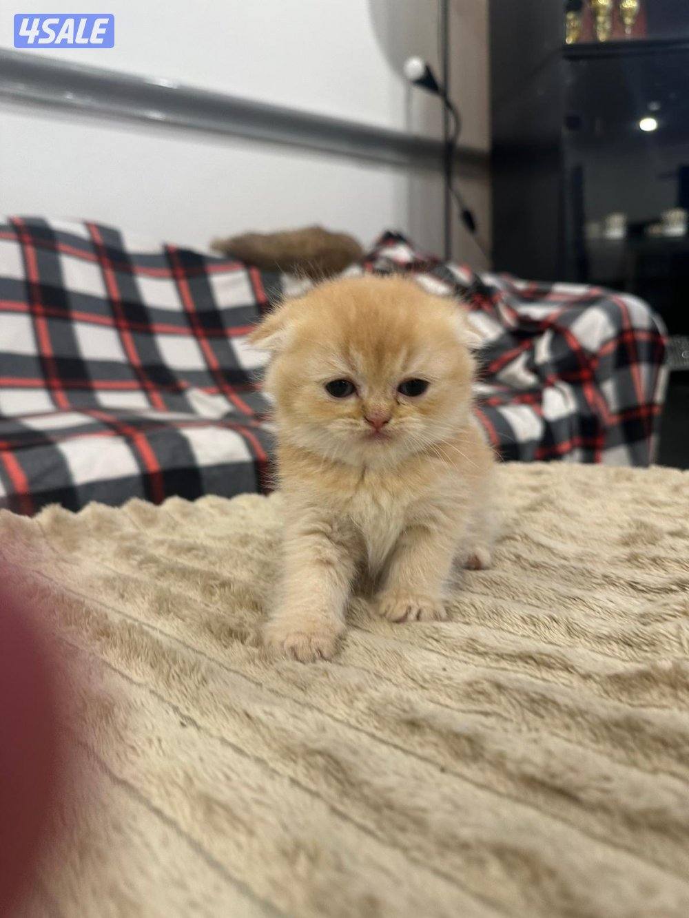 للبيع قطط سكوتش فولد3