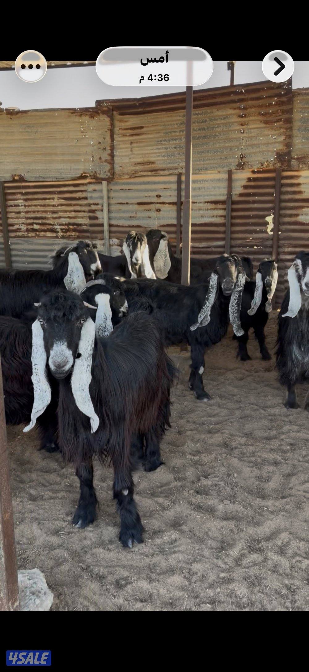 للبيع 11 عنز0