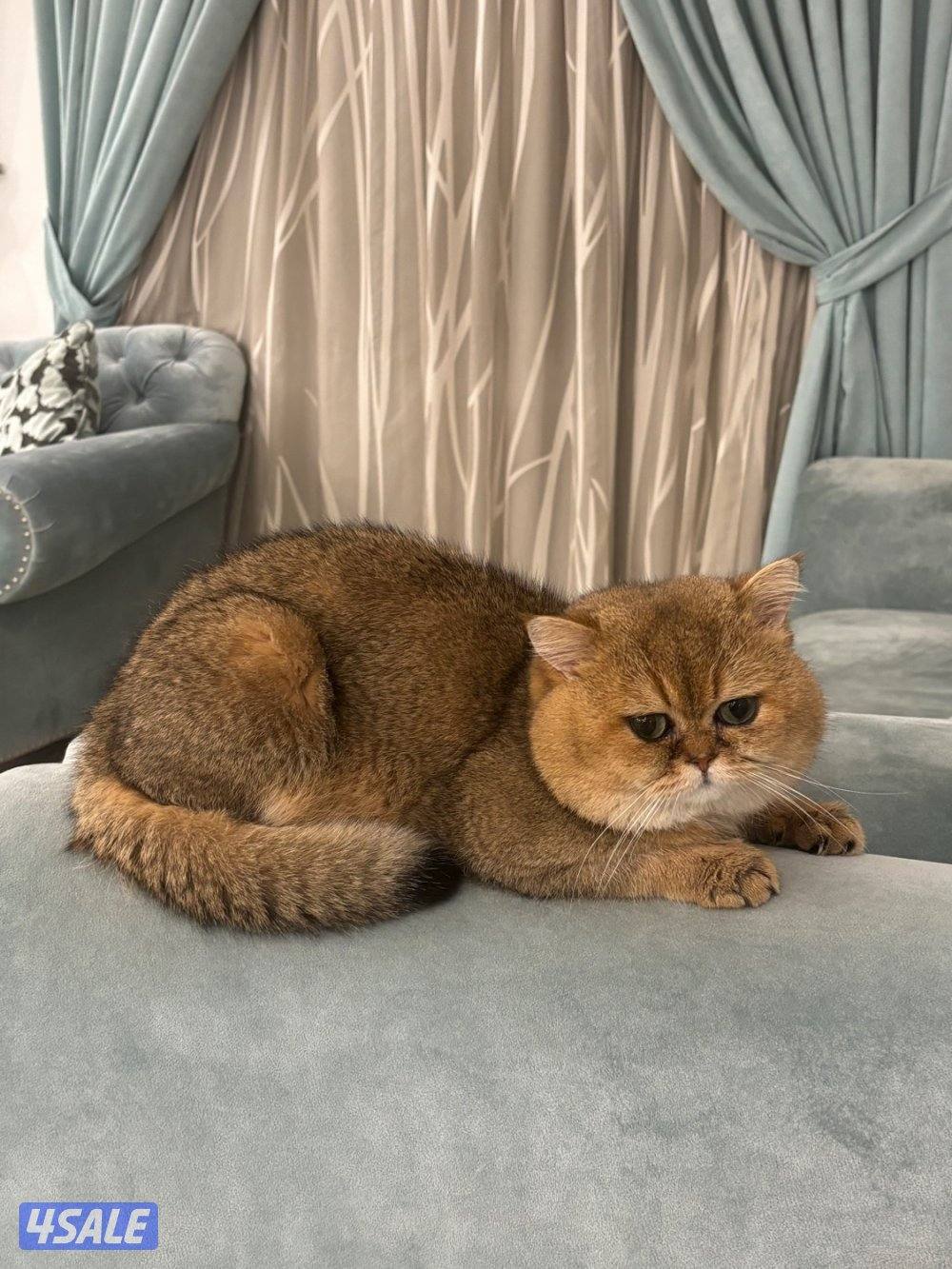 قط سكوتش فولد0