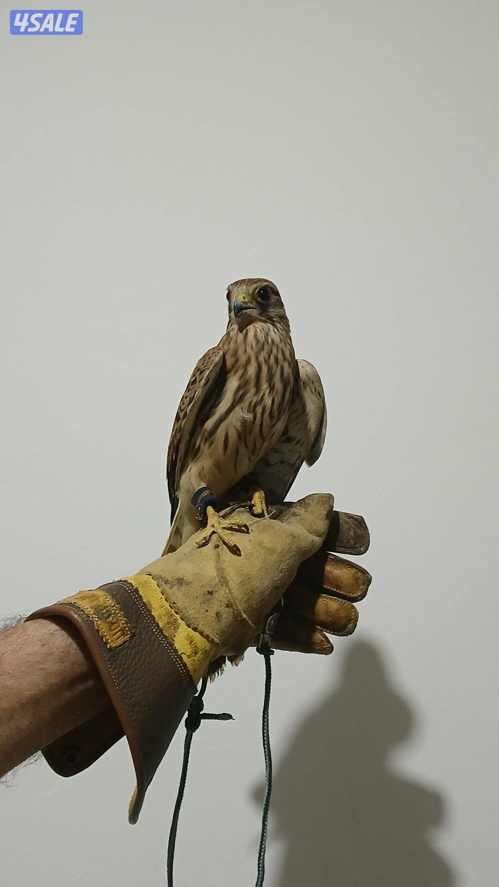 السلام عليكم طير للبيع0