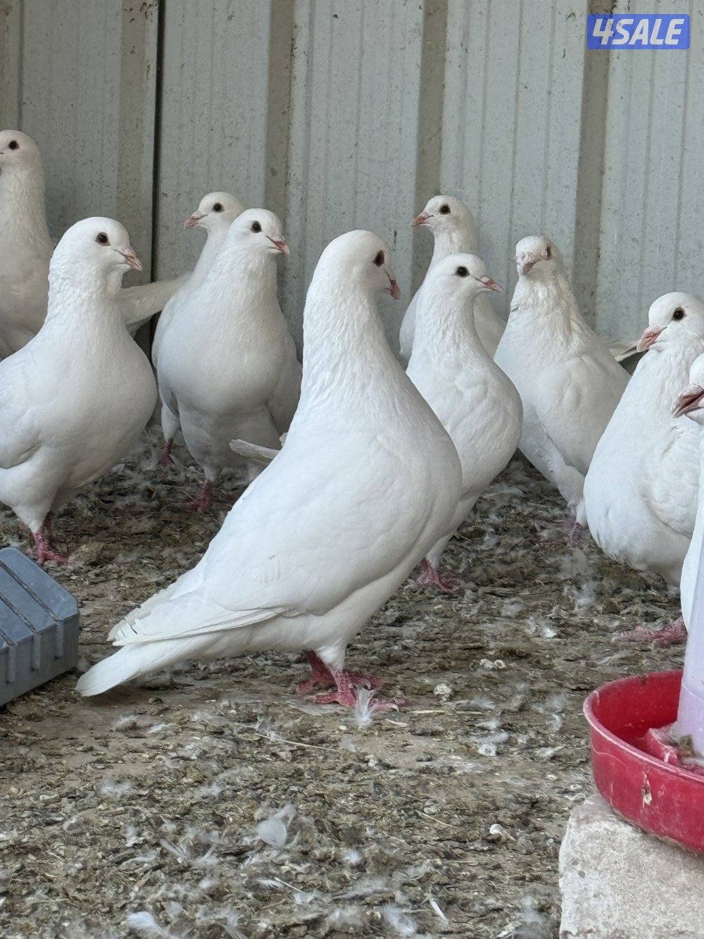 للبيع لاحم مطور0