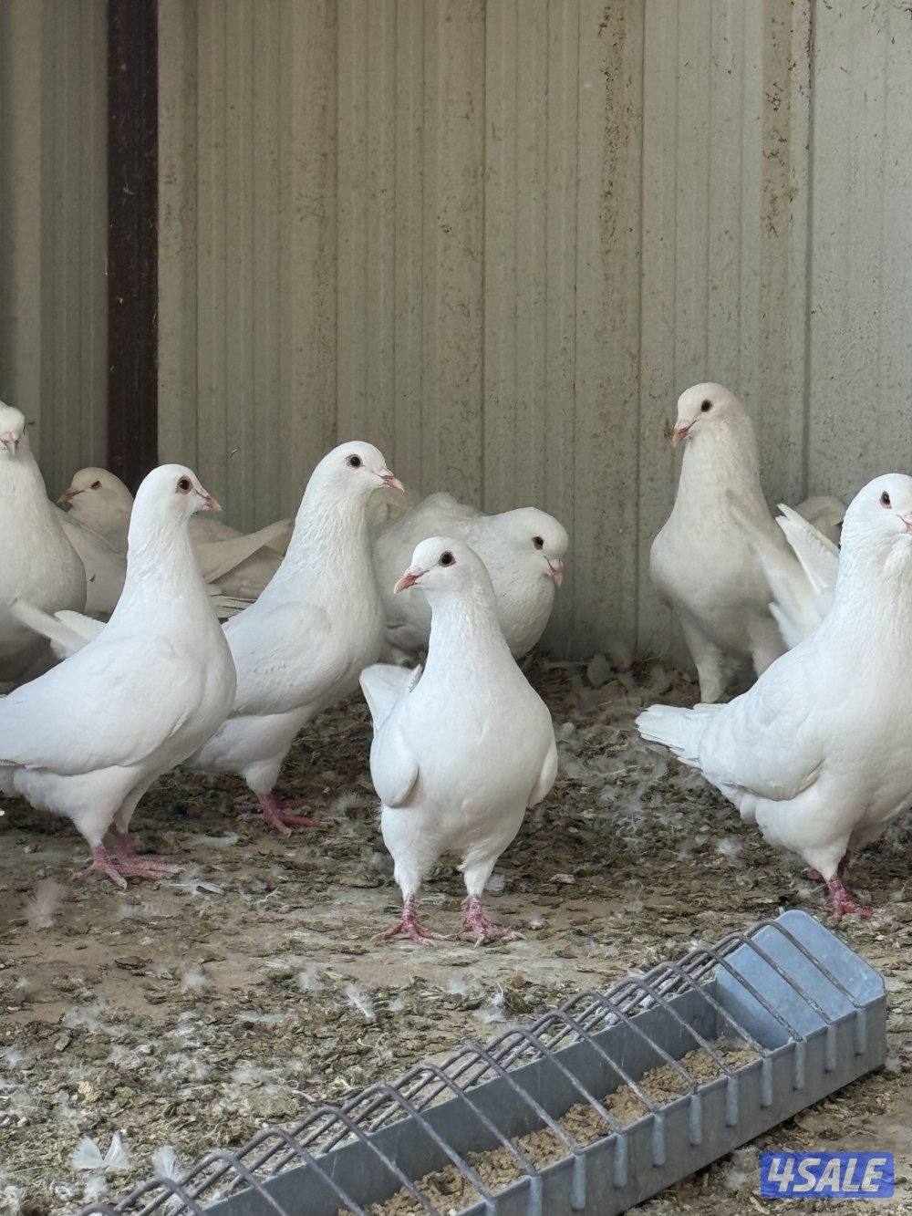 للبيع لاحم مطور1