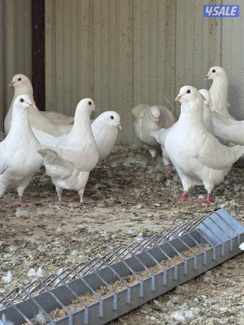 للبيع لاحم مطور2