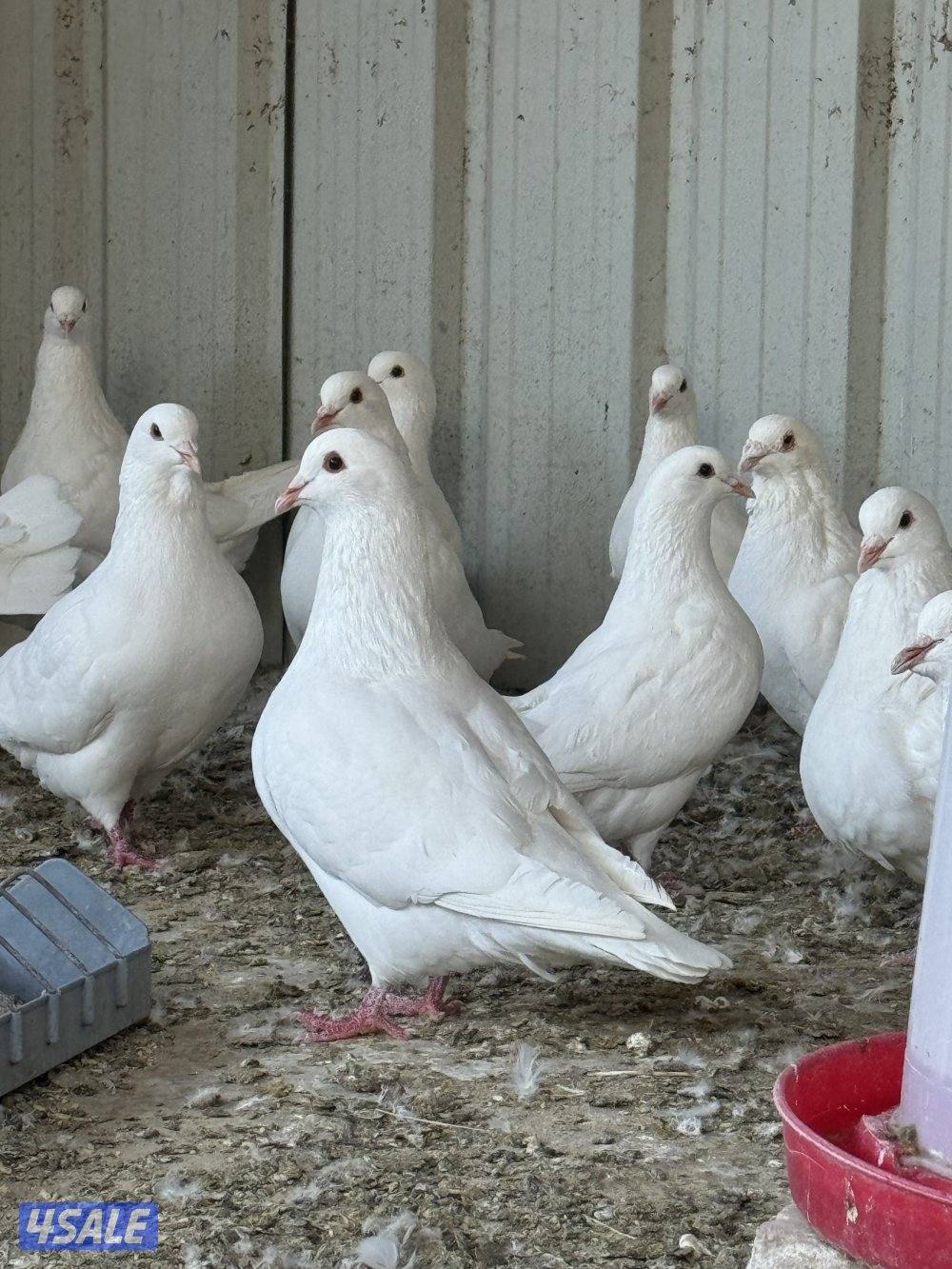 للبيع لاحم مطور4