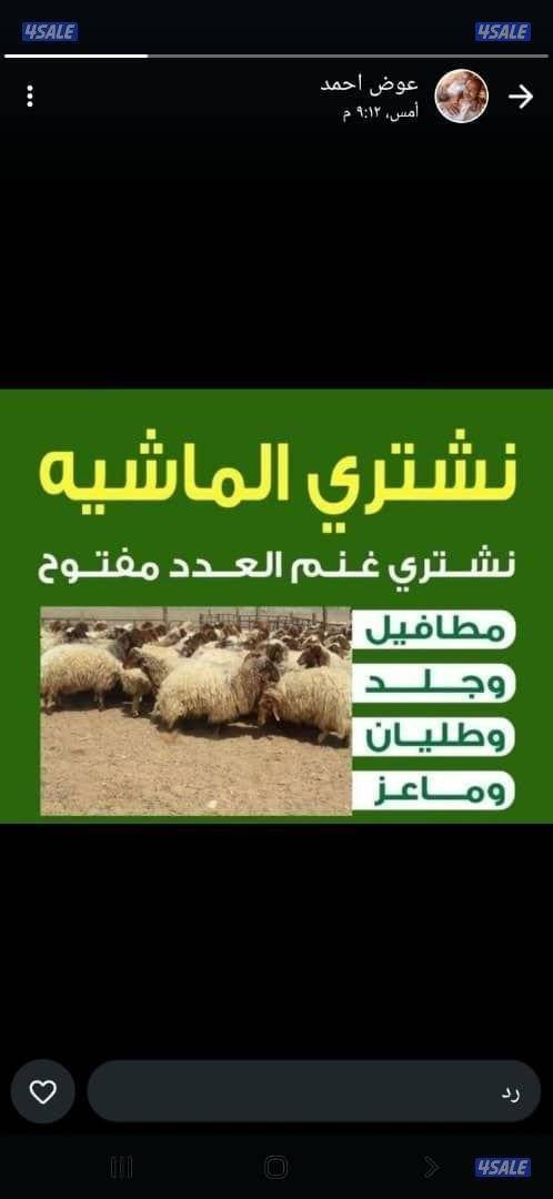 نشتري غنم معزه جميع انواع الحلال0