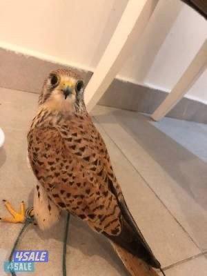 طيور صغار مومدربة0