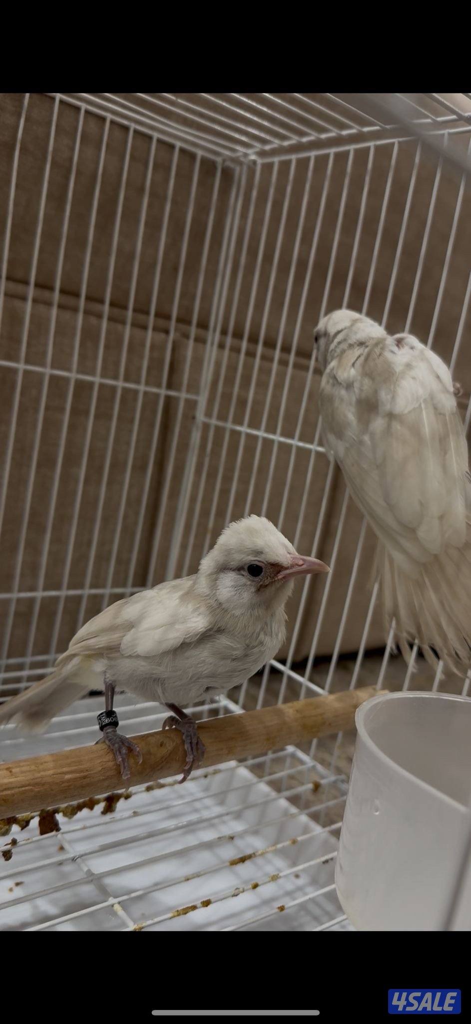 بلابل بيج فاتح عربي بيور العمر شهر العدد طيرين عش واحد1