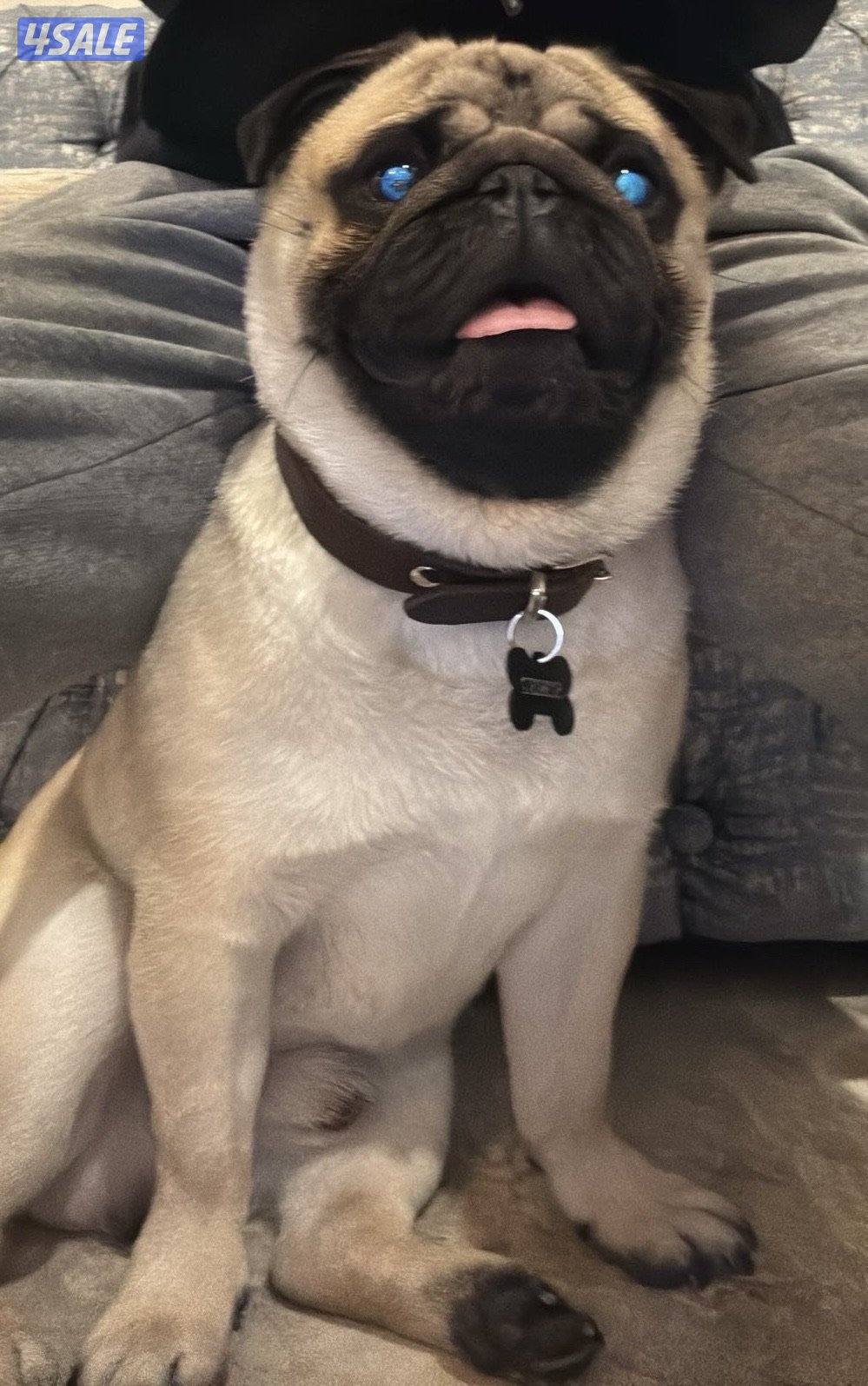pug 12 months0