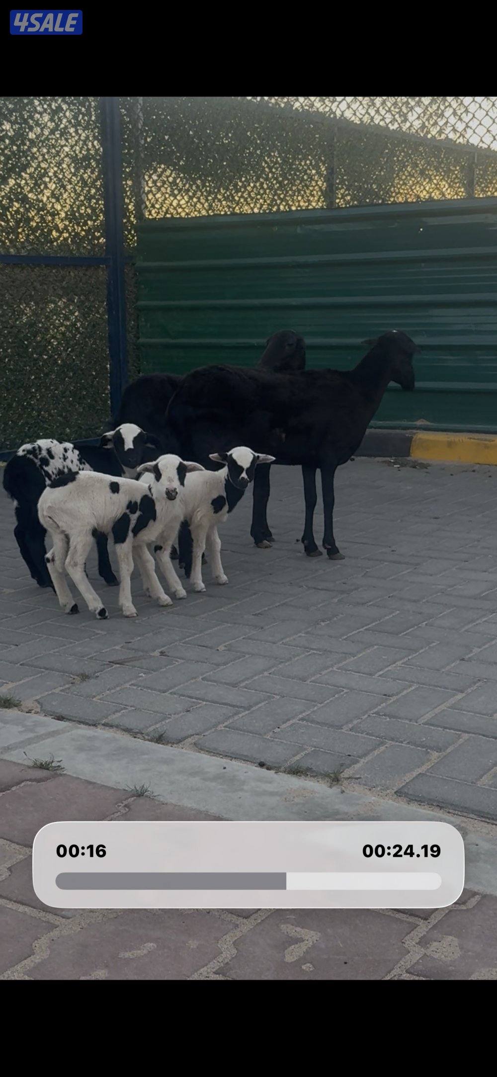 مطافيل الغنم العزم وحده توم وحذه واحد0