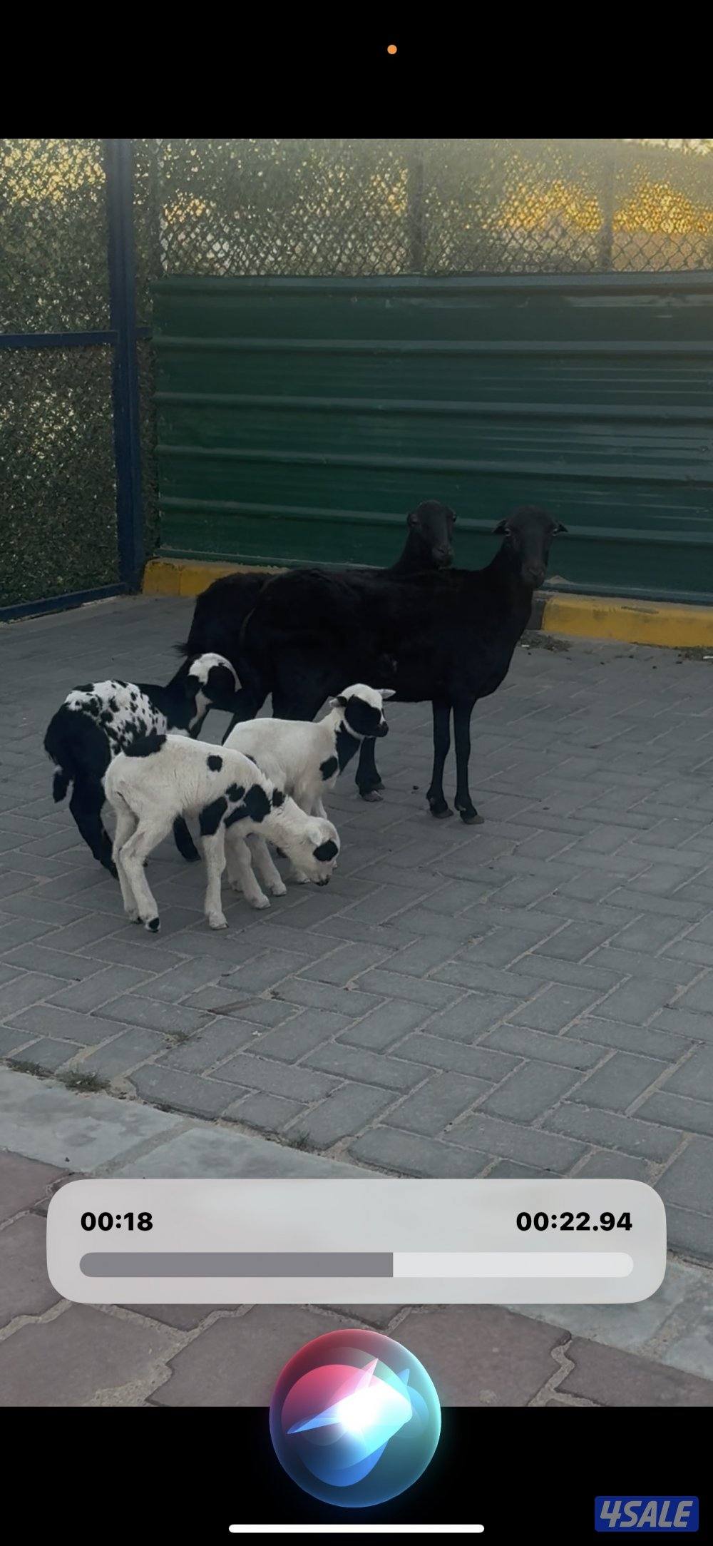 مطافيل الغنم العزم وحده توم وحذه واحد1