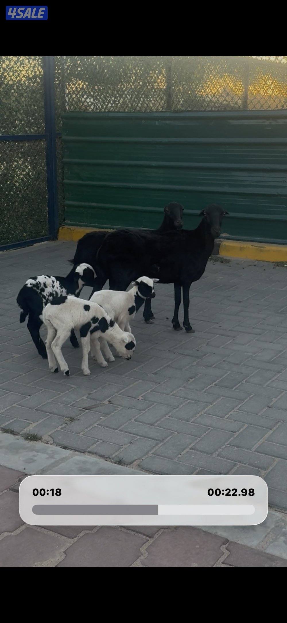 مطافيل الغنم العزم وحده توم وحذه واحد2