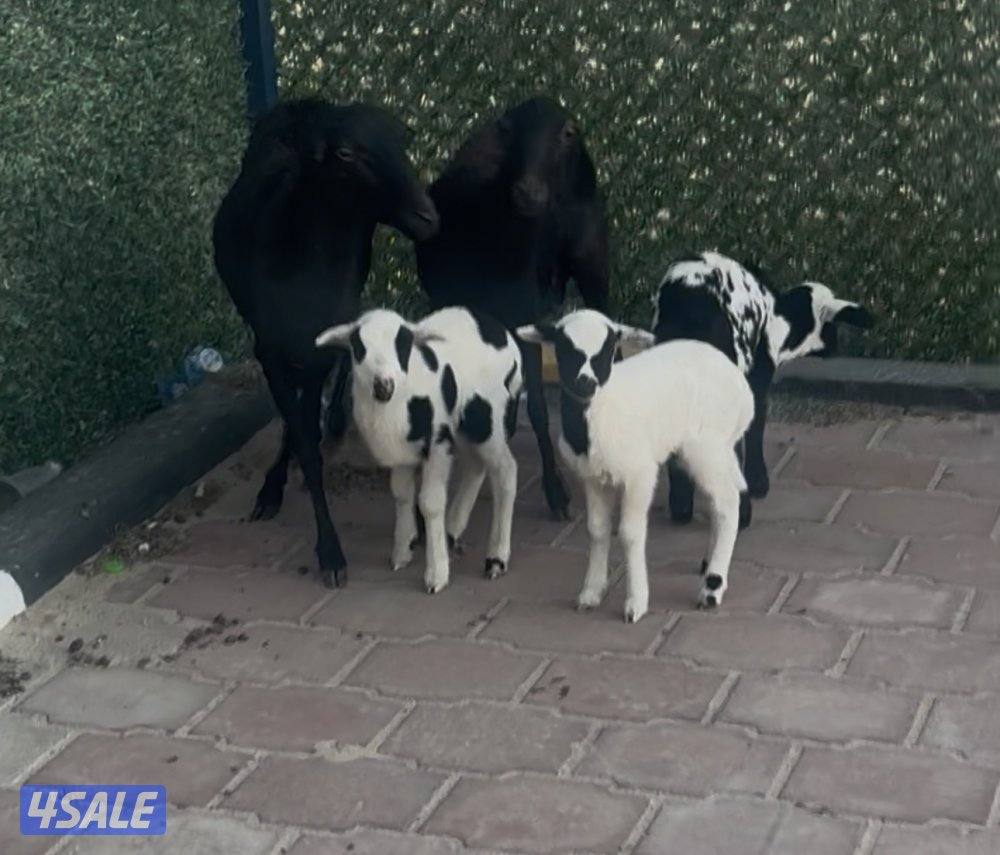 مطافيل الغنم العزم وحده توم وحذه واحد3