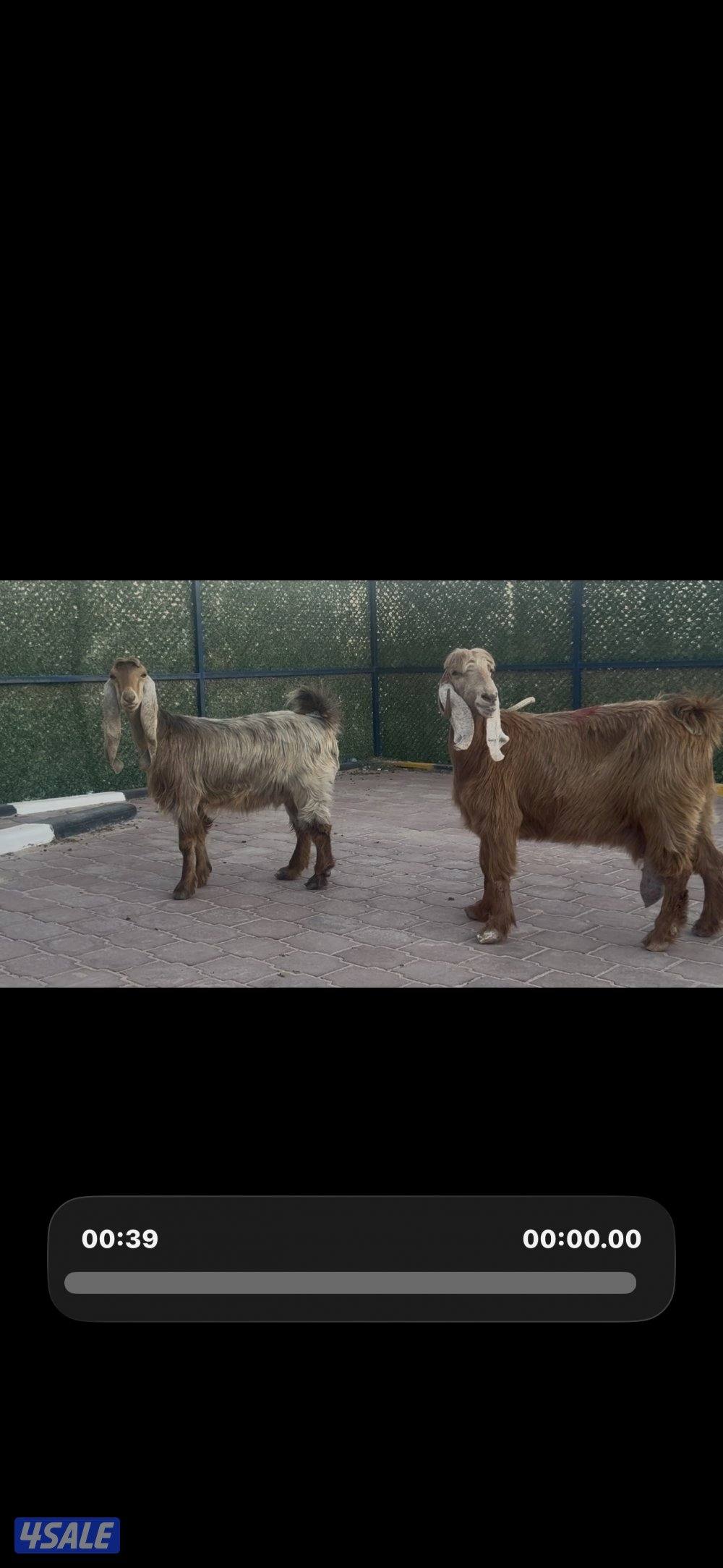 معزا عوارض كريميات سونار شرط1