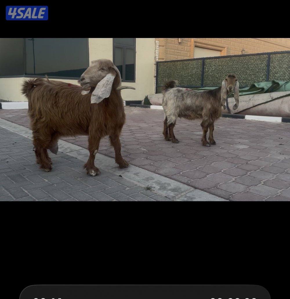 معزا عوارض كريميات سونار شرط2