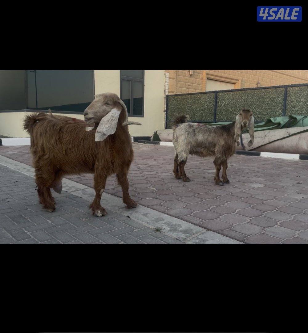 معزا عوارض كريميات سونار شرط3