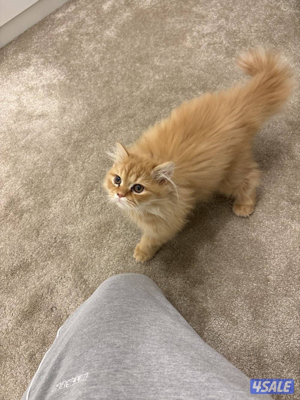 للبيع قط هولندي مون فيس العمر خمس اشهر لعبوب ومتعود على اللتر بوكس0