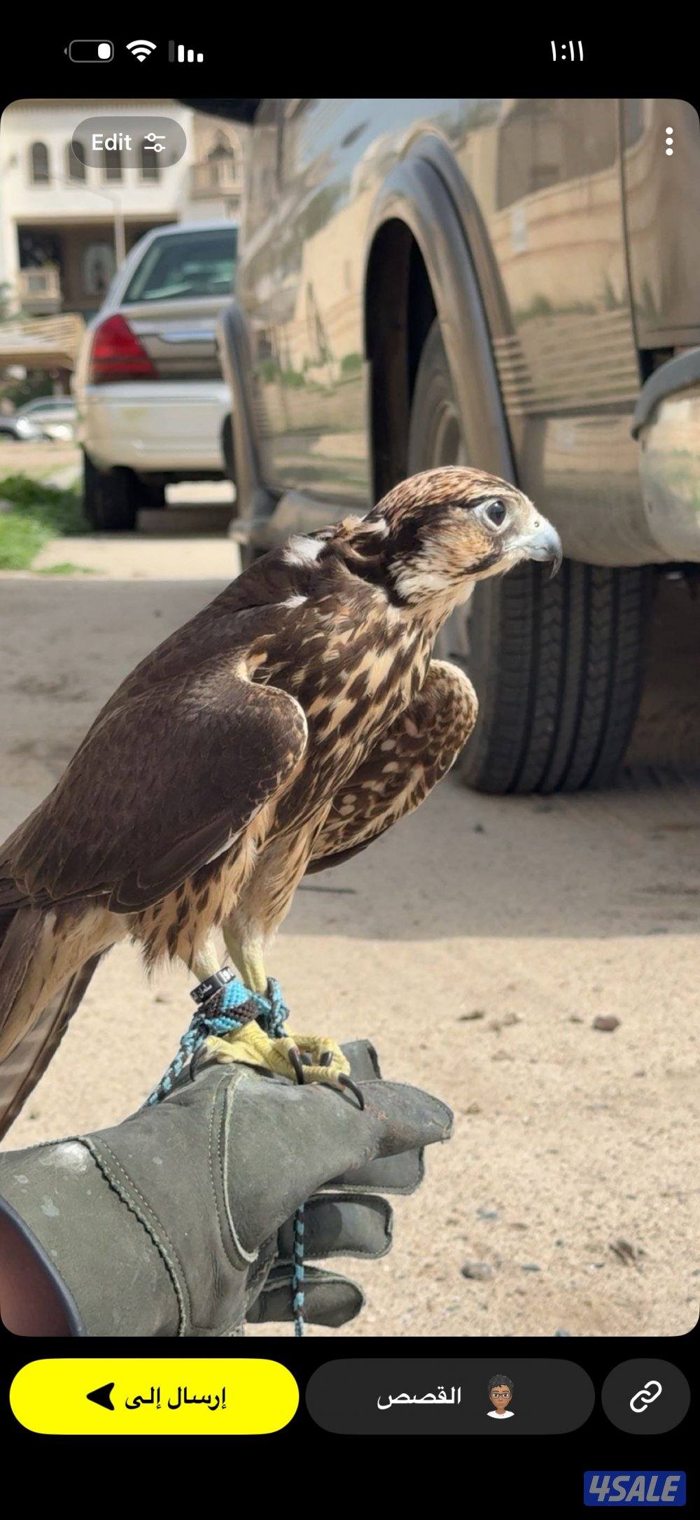 وكري سوداني شرط الحمام و الملواح و الطير شجاعه 14/14 الطير يطلب الكنت0
