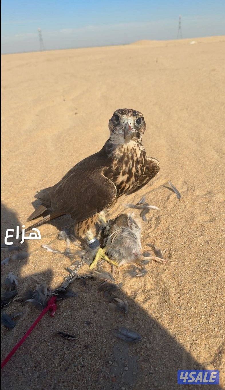 وكري سوداني شرط الحمام و الملواح و الطير شجاعه 14/14 الطير يطلب الكنت2