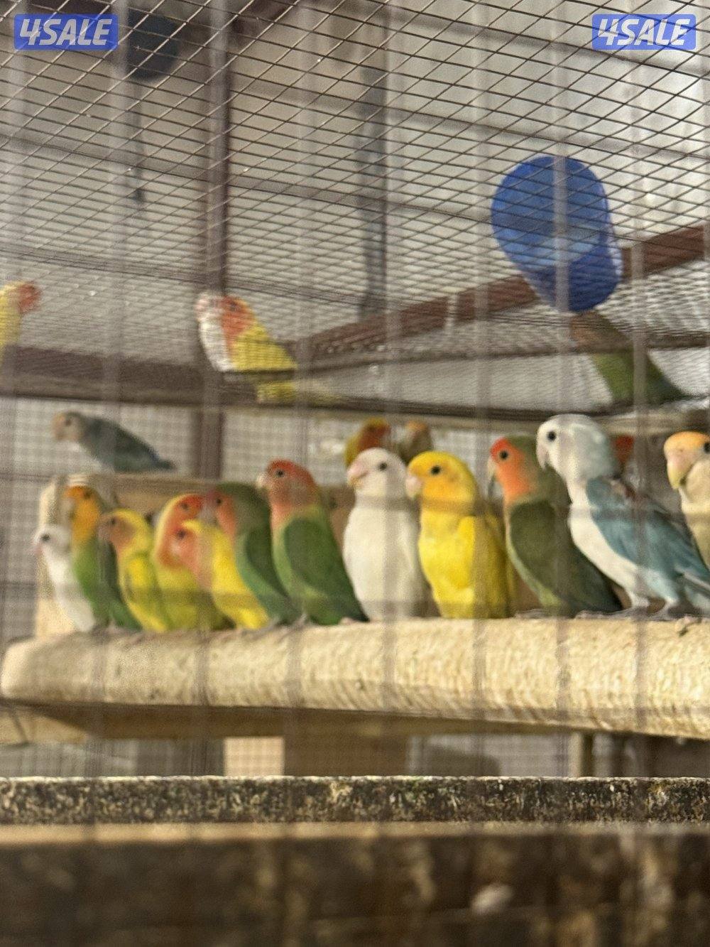 للبيع محمية لوفبيرد0