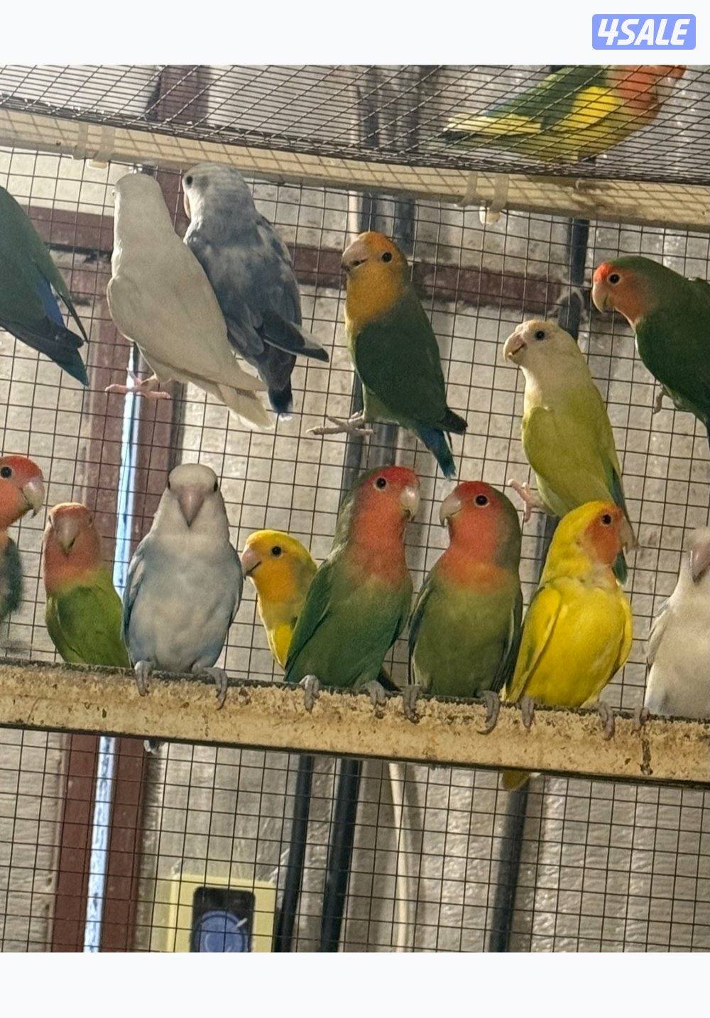 للبيع محمية لوفبيرد1