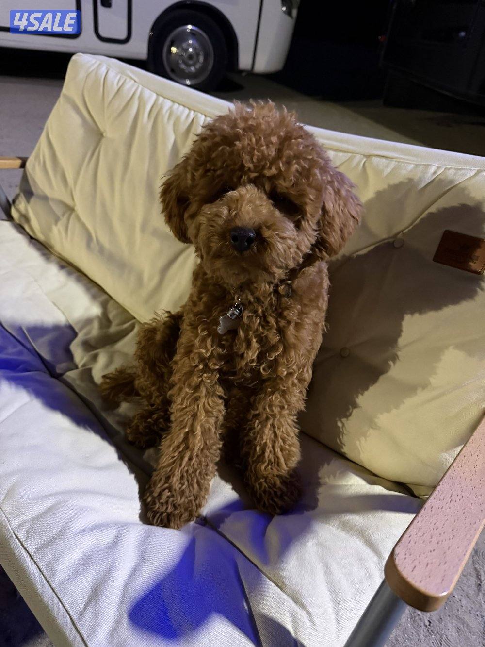 poodle tea cup 7 months0