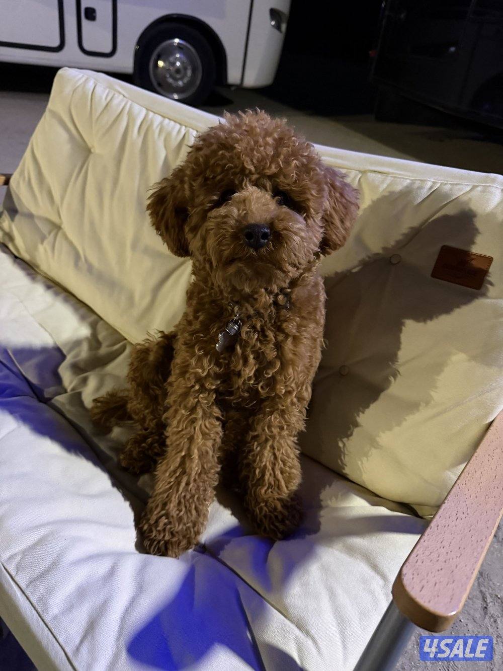 poodle tea cup 7 months1