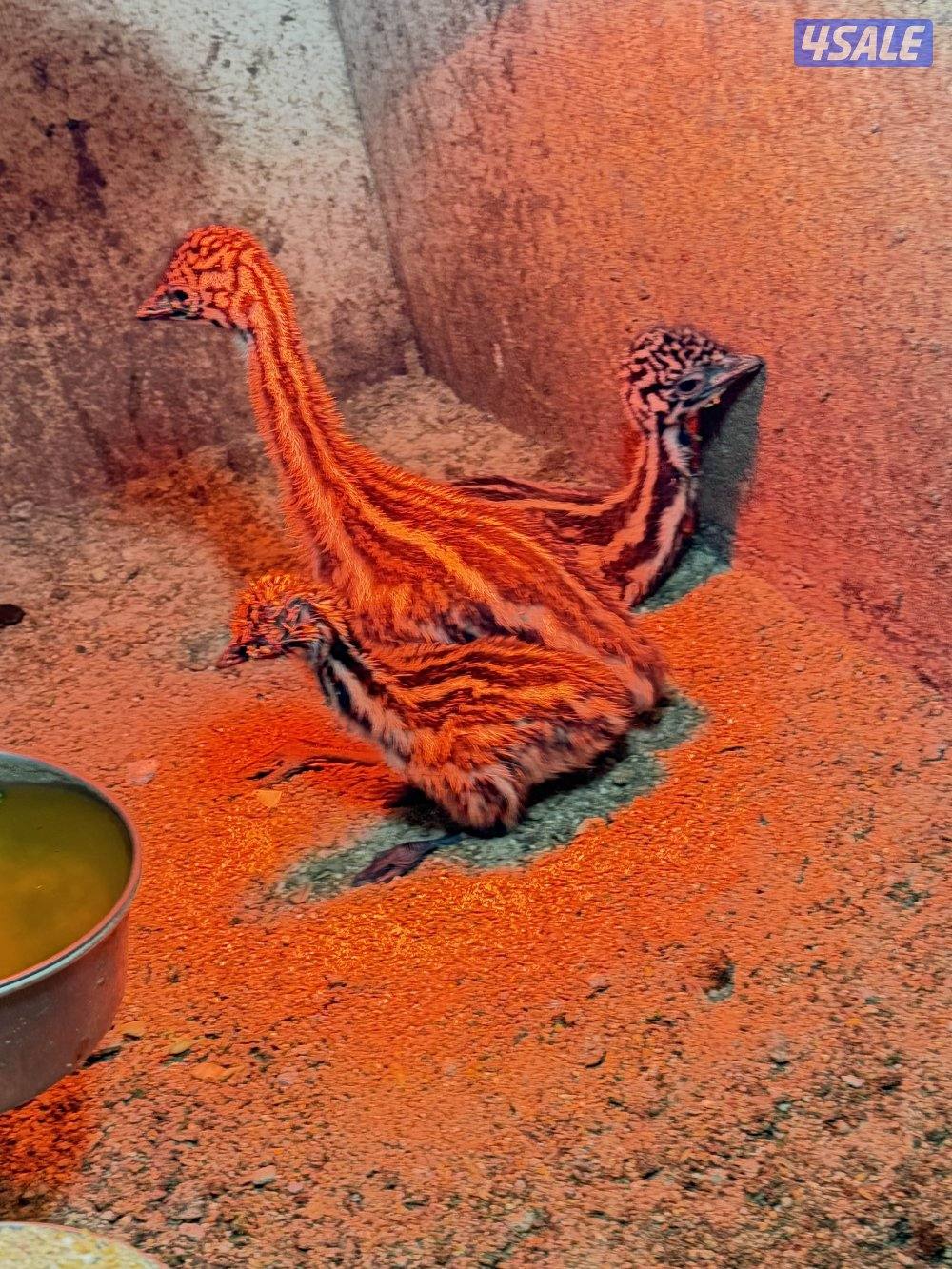 فرخ بيبي متوه و نعام استرالي1