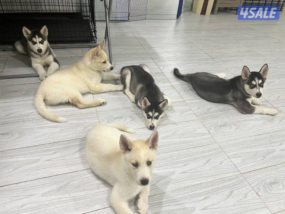 Pure Siberian Husky 2 month old puppies0