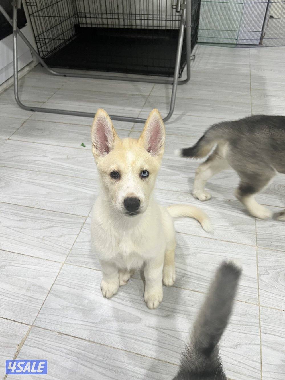 Pure Siberian Husky 2 month old puppies1