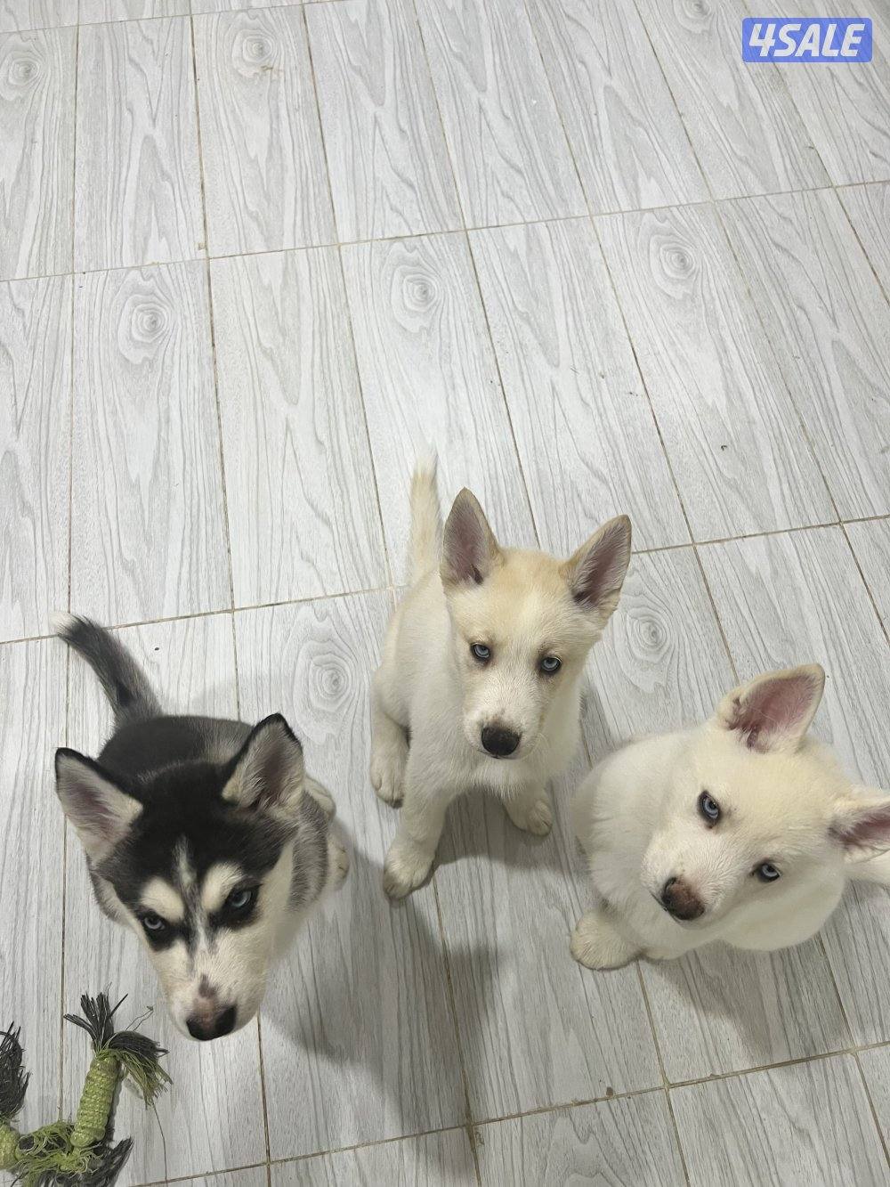 Pure Siberian Husky 2 month old puppies2