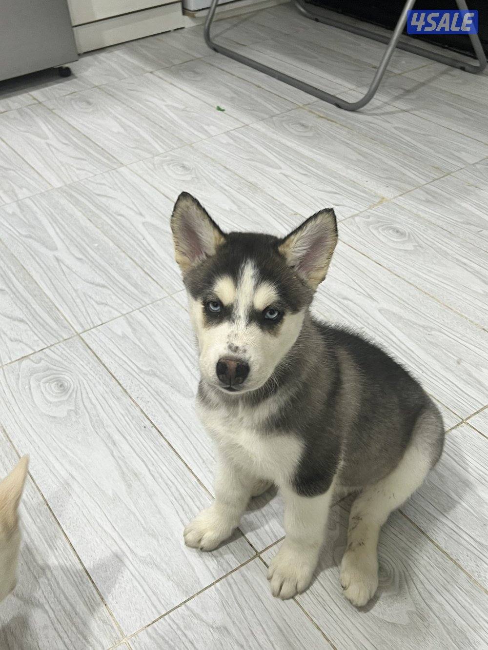 Pure Siberian Husky 2 month old puppies3