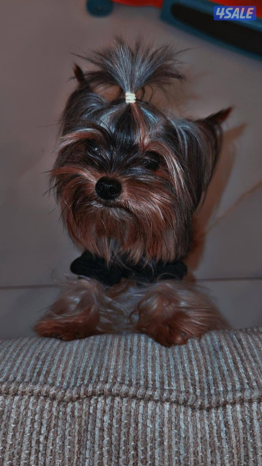 للبيع نثيه و ذكر يوركشاير0