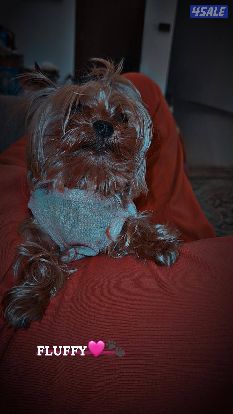 للبيع نثيه و ذكر يوركشاير1