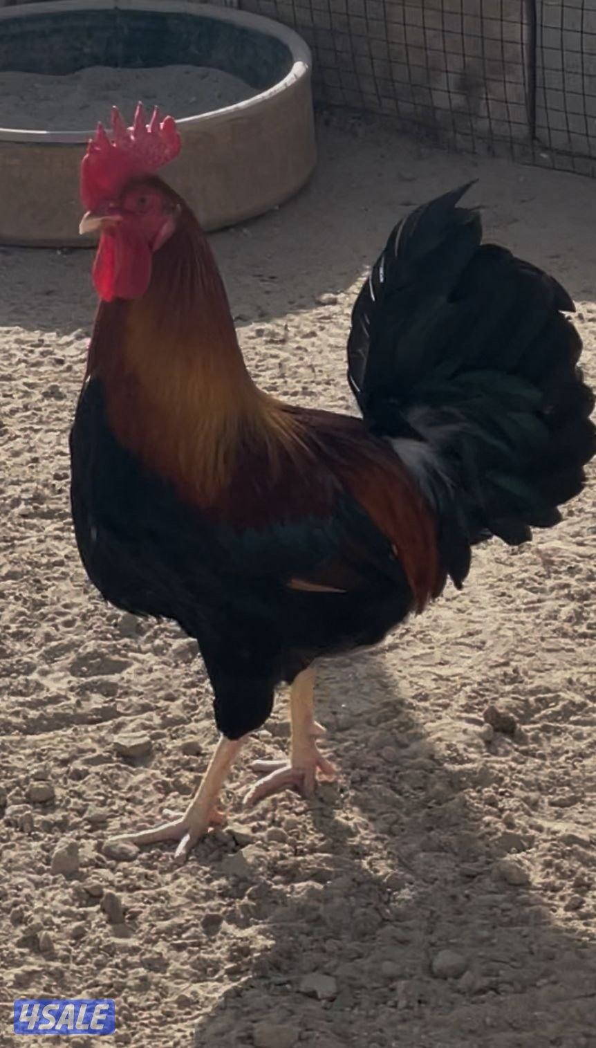 سيافي عربي قديم ترثه قديمه (فري)0