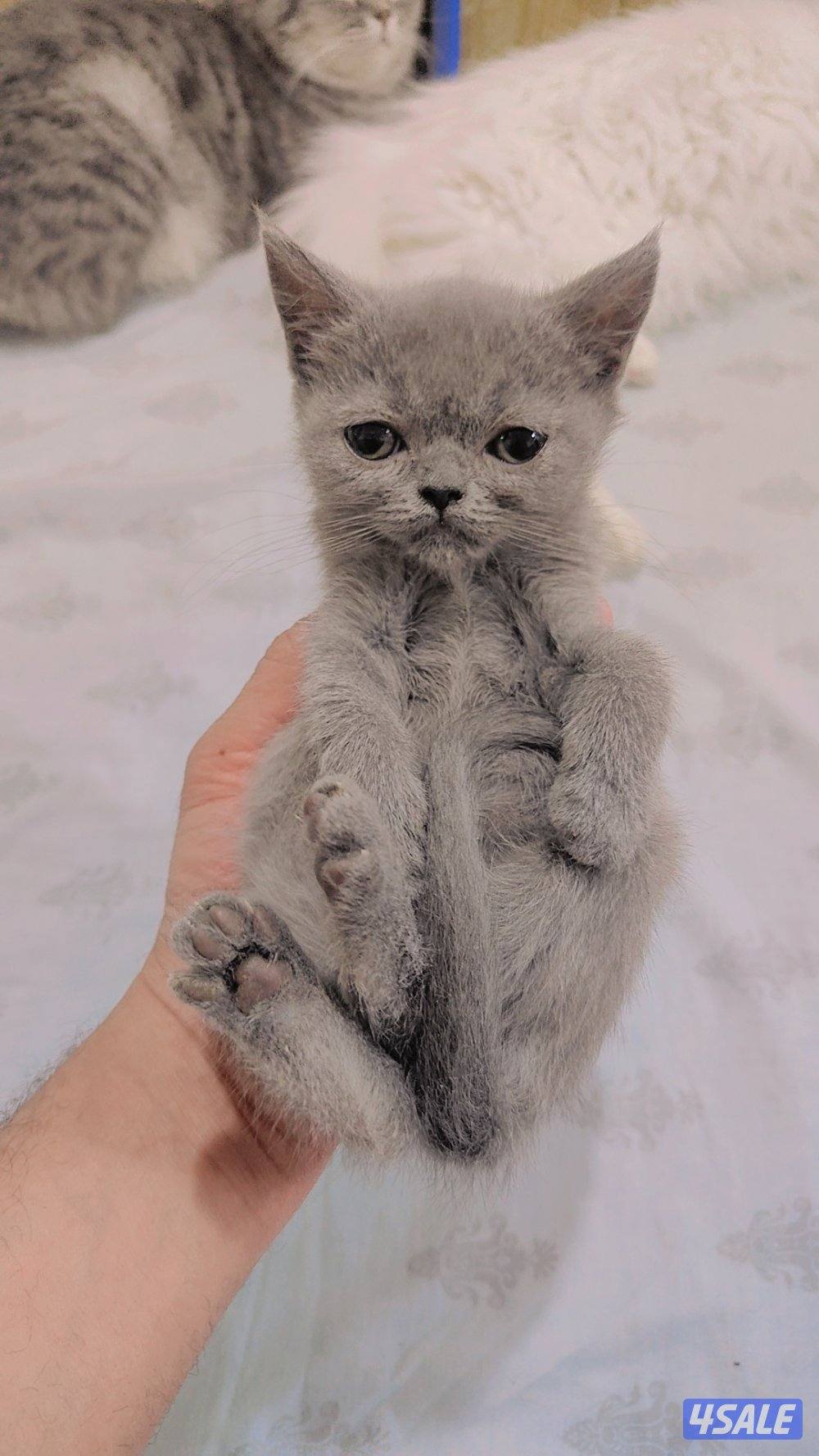 للتبنى كيتن سكوتش شورت هير0