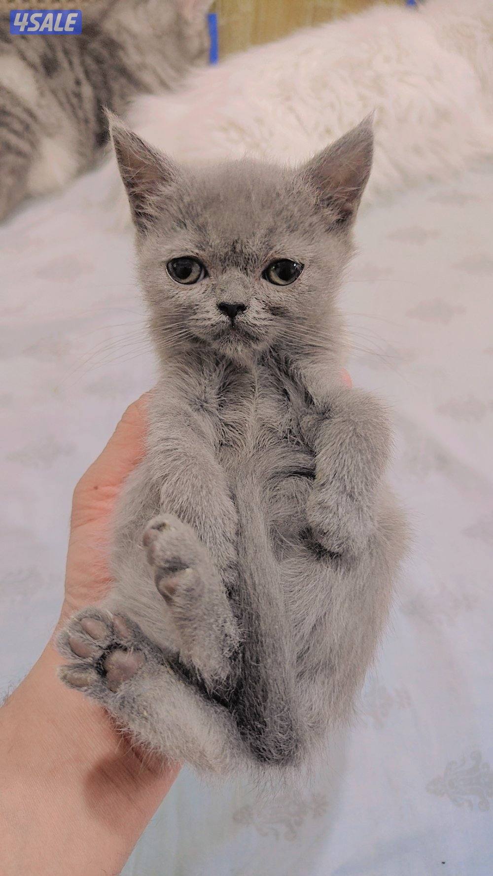 للتبنى كيتن سكوتش شورت هير1