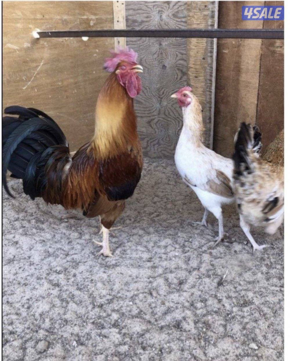 للبيع بيض دجاج عربي ترثه قديمه دم صافي2